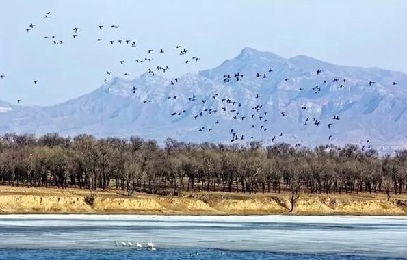 河南民权丨白天鹅飞临黄河故道湿地公园