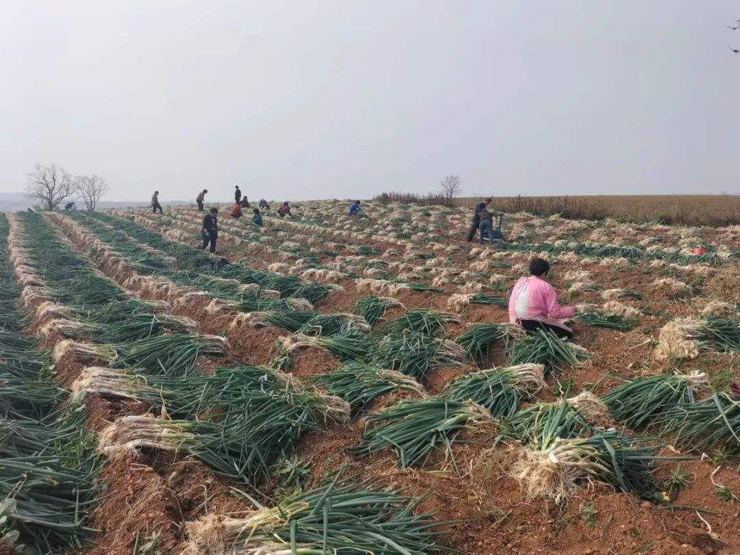 双向奔赴！一棵“葱”绵延近三年的鄂豫情缘