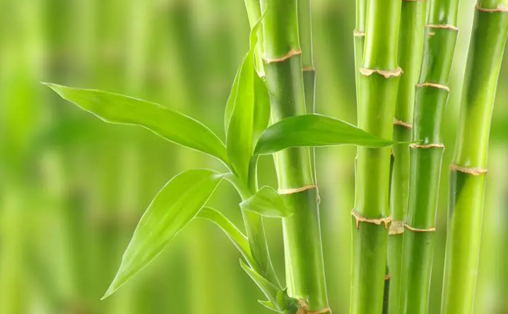 中国与国际竹藤组织共同发起“以竹代塑”倡议——治理塑料污染，中国提出好“竹”意