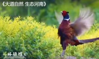 献礼COP15-2：《大道自然 生态河南》