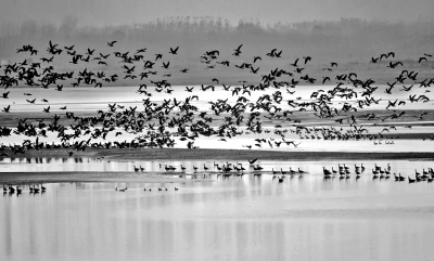 万鸟声里看变迁 郑州黄河湿地鸟类从169种增至275种