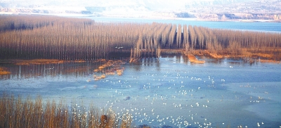 三门峡黄河湿地：全国七成大天鹅在此越冬落脚