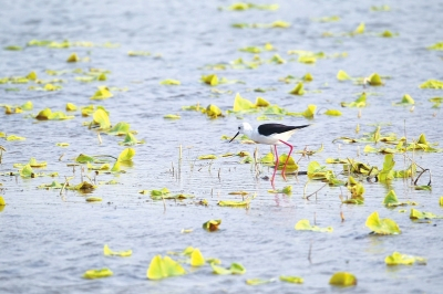 民权开展综合整治行动，加强湿地管理保护 8万余只鸟儿在黄河故道湿地安家