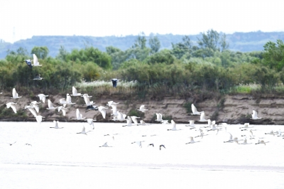 黑鹳、大鸨、白琵鹭以此为家 孟州黄河滩区成鸟类乐园