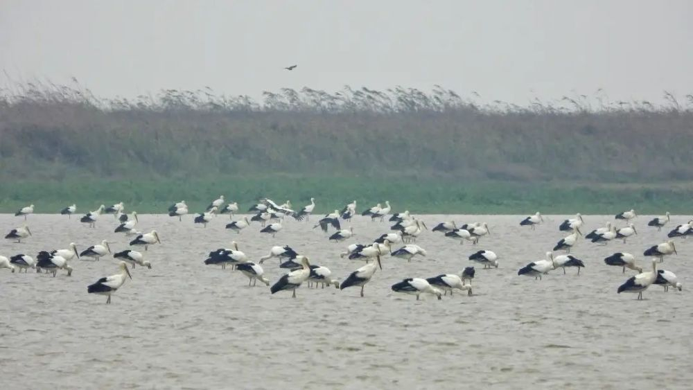 长江鄱阳湖水生生物保护基地首开迎客