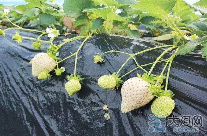 “白雪公主”100元1斤？郏县村民种植的白草莓供不应求