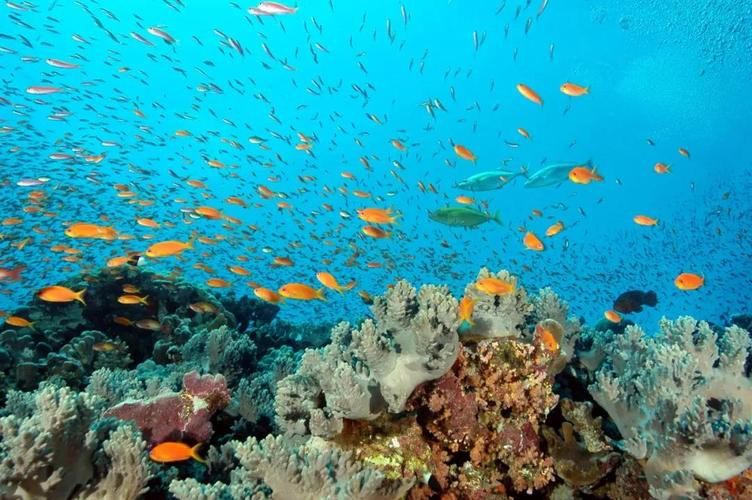 历经十年谈判，《公海生物多样性条约》在联合国总部达成