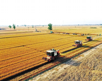 中原农谷建设成效初显：截至目前，小麦、玉米新品种最高亩产均突破900公斤