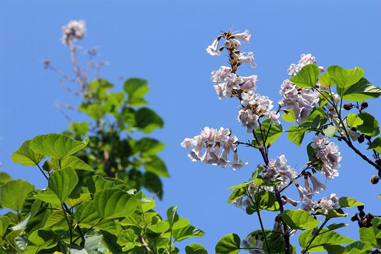 兰考：植绿时节又忆君