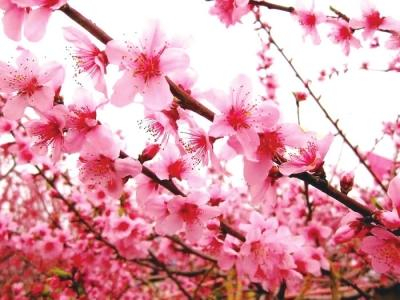 桃花节，花果为媒产业兴