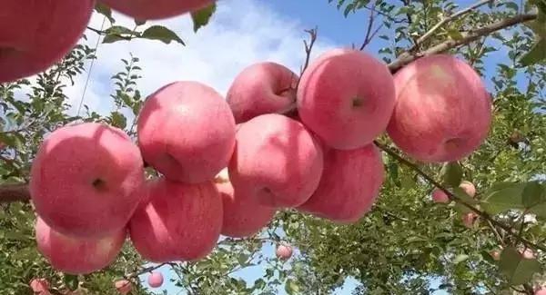 全省水果种植面积、年产量均跻身全国前十 河南果蔬产业版图如何扩张?