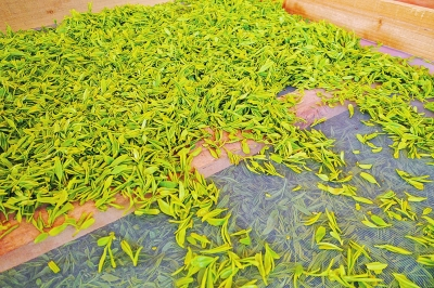 提倡采摘一芽一叶，信阳毛尖回归正统