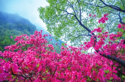 河南鲁山：以花为媒 共谋发展