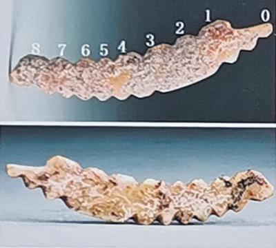牙雕蚕、北斗九星遗迹、三重环壕……“河洛古国”见证五千多年前中原地区农桑文明