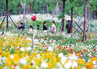 虞美人、矢车菊、鼠尾草……郑州专属“莫奈花园”等你来打卡