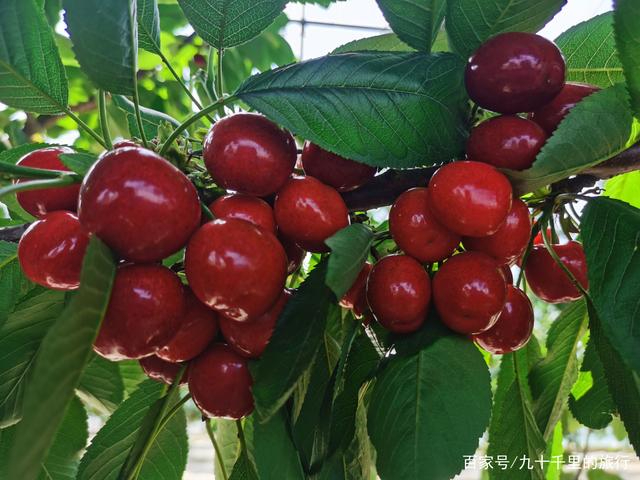 樱桃好吃义马当“鲜” 第十四届大樱桃文化艺术活动开幕