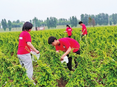 温县科技小院：山药施肥私人订制，每公顷能增收5吨