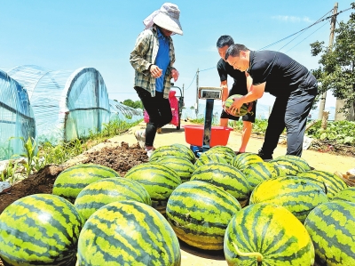 “西瓜村”里尝“甘甜”