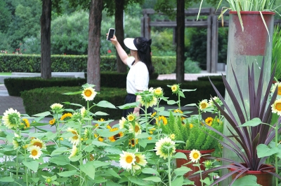2023年郑州植物园向日葵花展开幕