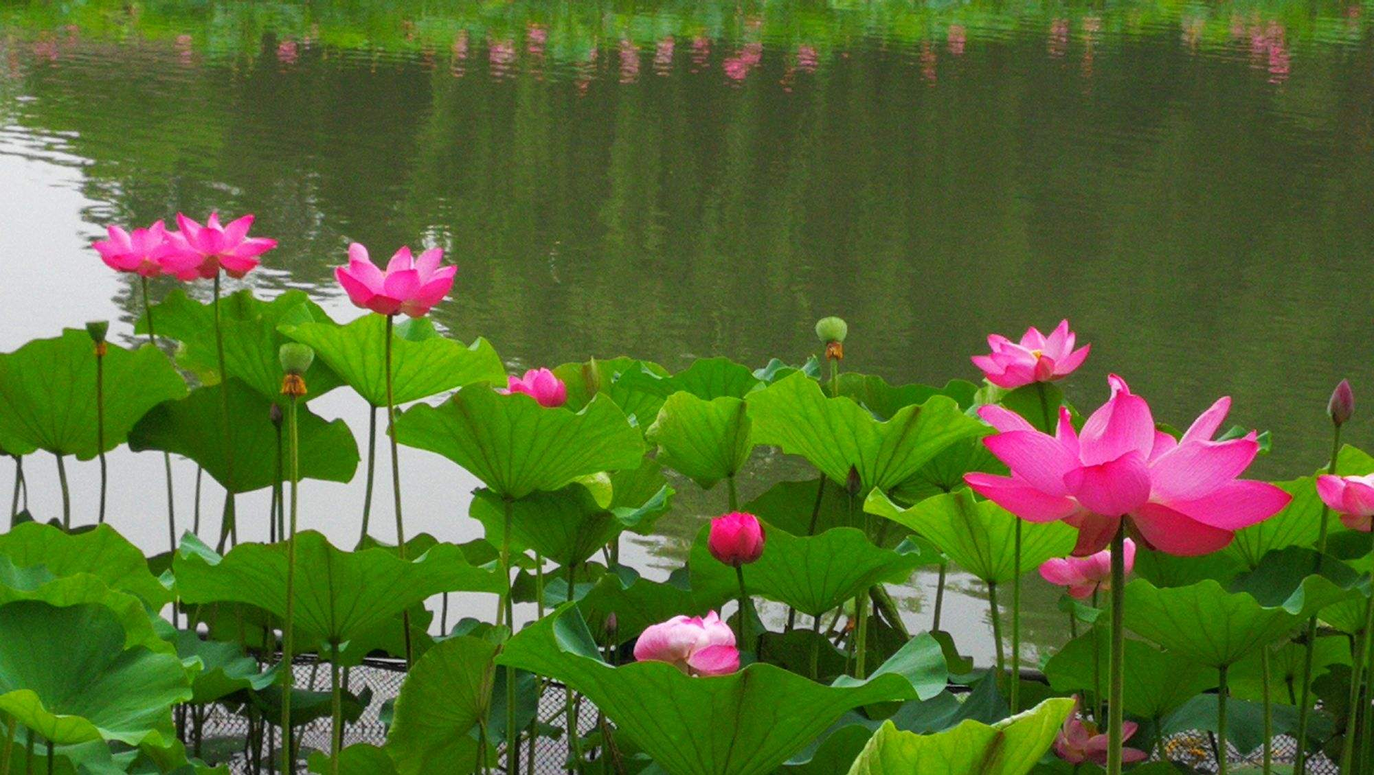 为“荷”而来 走出文旅发展之路新风采