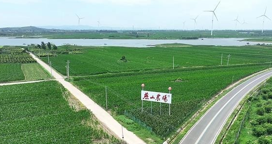 河南叶县：从5亩到300亩的“桃”经济甜蜜升温