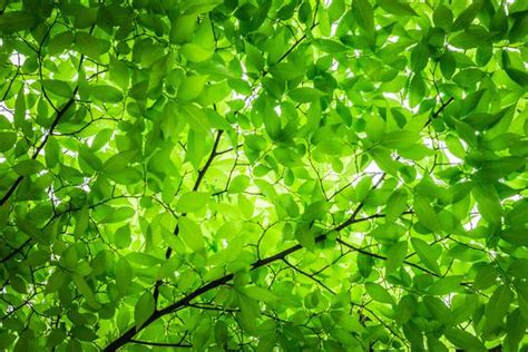 河南生物医药冲刺4000亿元规模 发展生物医药产业链将有5大主攻方向