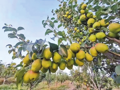 破解油茶产业高质量发展难题