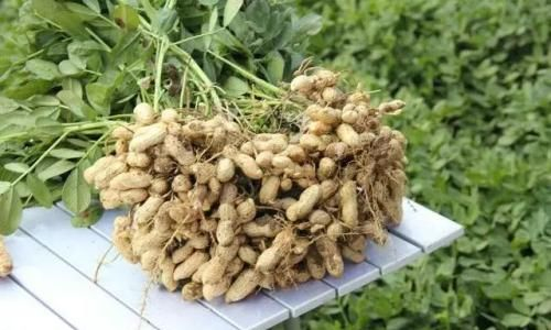 2023年花生“保险+期货”试点启动