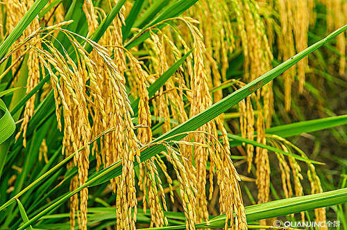 拯救濒危种质资源 重塑稻米文化 “九月寒”水稻重现南阳