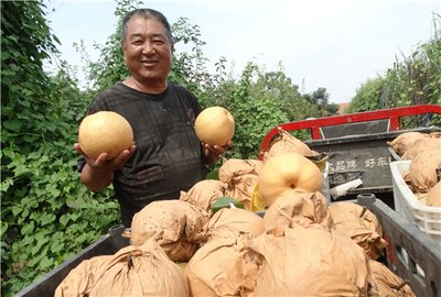 沈丘 黄金梨产业助农增收