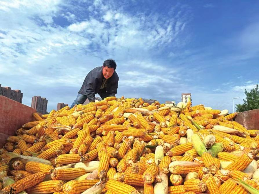 精心组织“三秋”生产 全力保障秋粮颗粒归仓