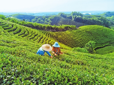 信阳秋茶如何“破圈”