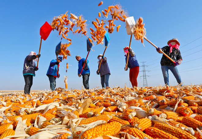 河南省秋作物收获超九成 玉米收获已达96%