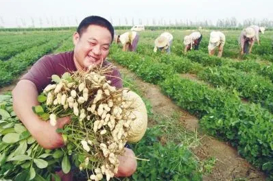 新时代 新征程 新伟业·豫见“三秋”丨花生喜丰收 迎来好“钱”景