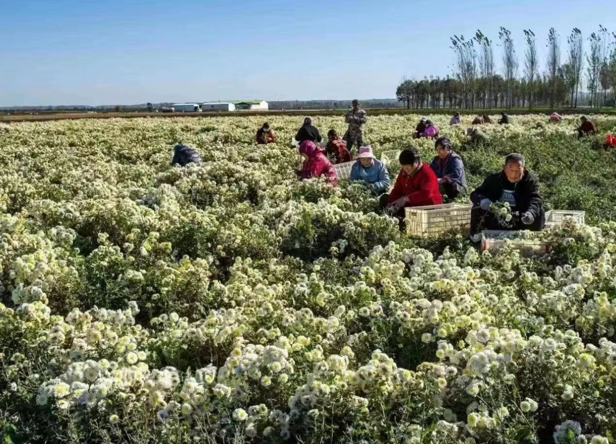 河南武陟：菊花飘香助增收