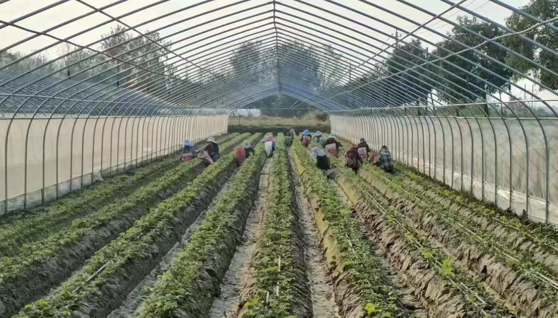 罗山：聚焦草莓产业 开启“莓”好生活