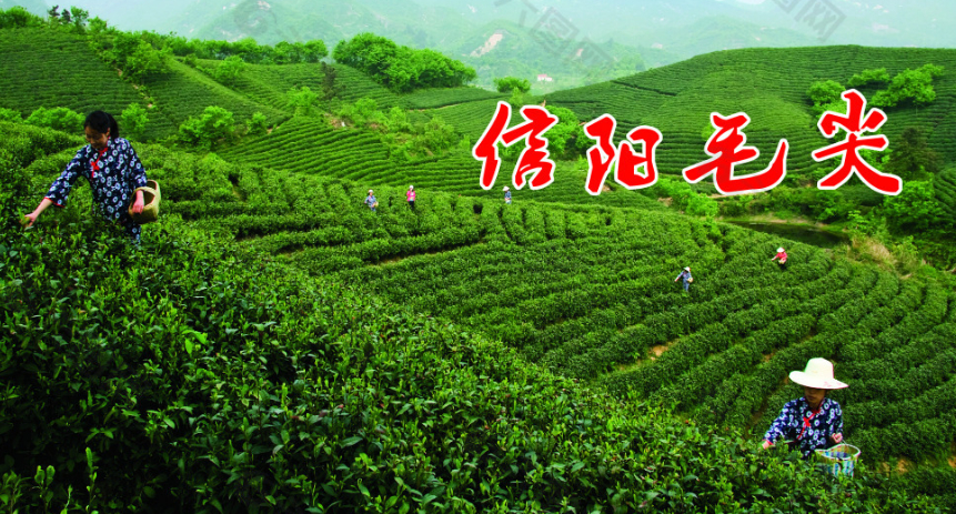 河南省首部关于茶的法规——信阳毛尖保护条例明日起施行