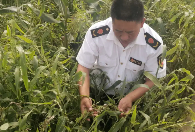 销售假种子?重罚