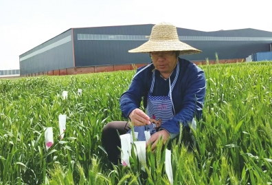 谚语里的老家河南丨一个合作社 一条小麦链