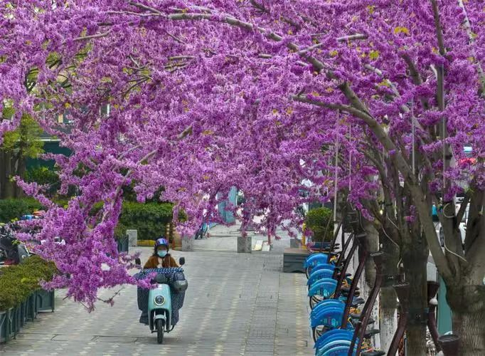 南阳即将进入“繁花季”