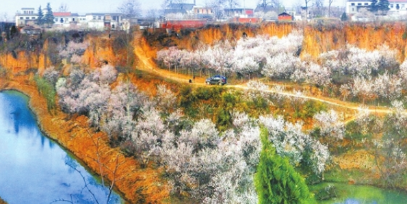 郑州的樱桃沟的樱桃花开了 这些赏花去处快安排