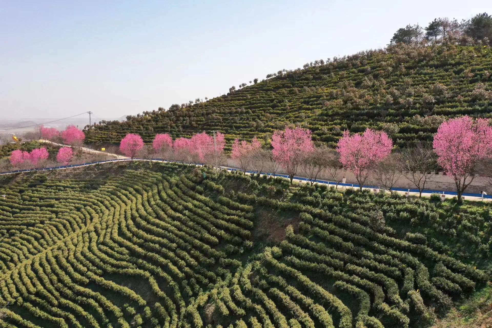 商城县：茶园春色浓