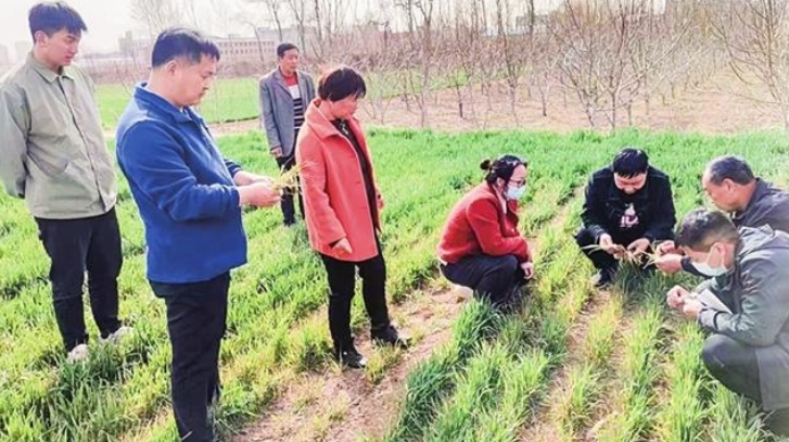 汝州组织128名农技人员开展春季麦田管理服务