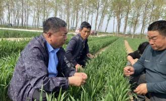 许昌市建安区农技专家支招小麦中后期管理