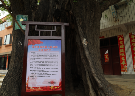 南阳市西峡县法院：发出司法保护令 守护千年古银杏