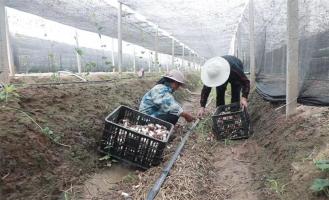 河南叶县：瓜蒌套种赤松茸“一地双收”效益增