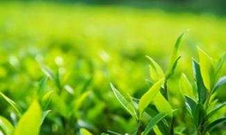 南阳桐柏县检察院：强化“人大+检察”工作机制 共促茶乡建设