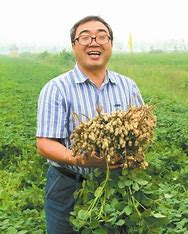 张新友院士团队发表重要研究成果 破解花生基因密码有了新发现